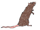 Icône rat